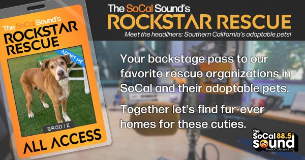 KCSN RockstarRescue PotW 022526 CreateOutlines FACEBOOK 1200x630