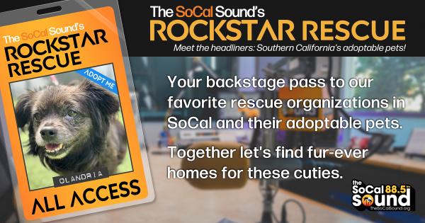 KCSN RockstarRescue PotW 122925 CreateOutlines FACEBOOK 1200x630